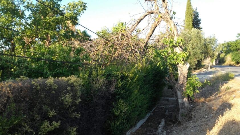 La Higuera Desplomada Sobre El Cable Telefónico En Plines