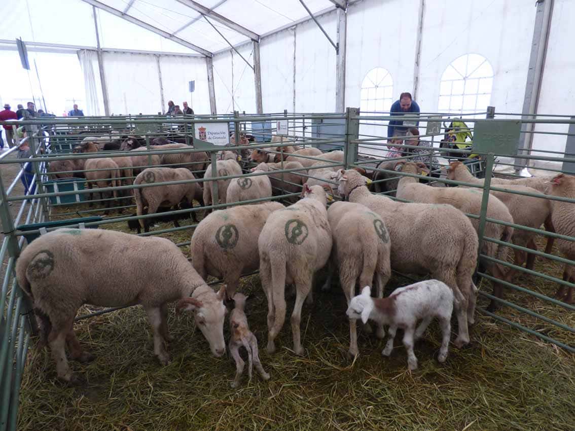 Imagen De La Feria De Ganado Del Año Pasado