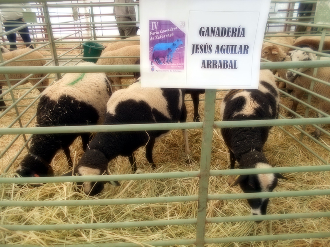 La Oveja Lojeña Presente En La Iv Feria De Zafarraya. Foto: El Corto