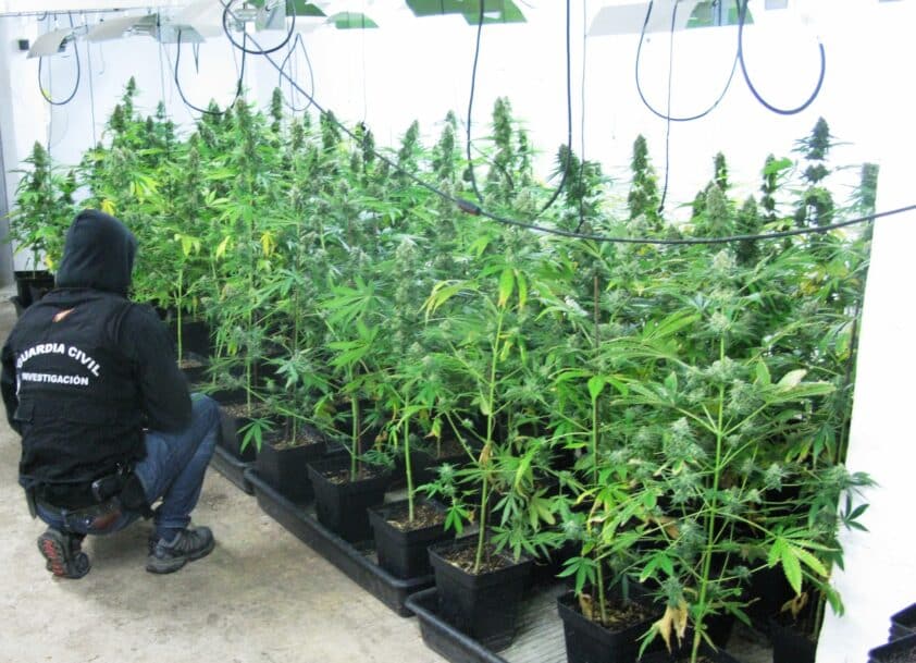 Plantas De Marihuana Incautadas En El Zulo. Fotos: Guardia Civil