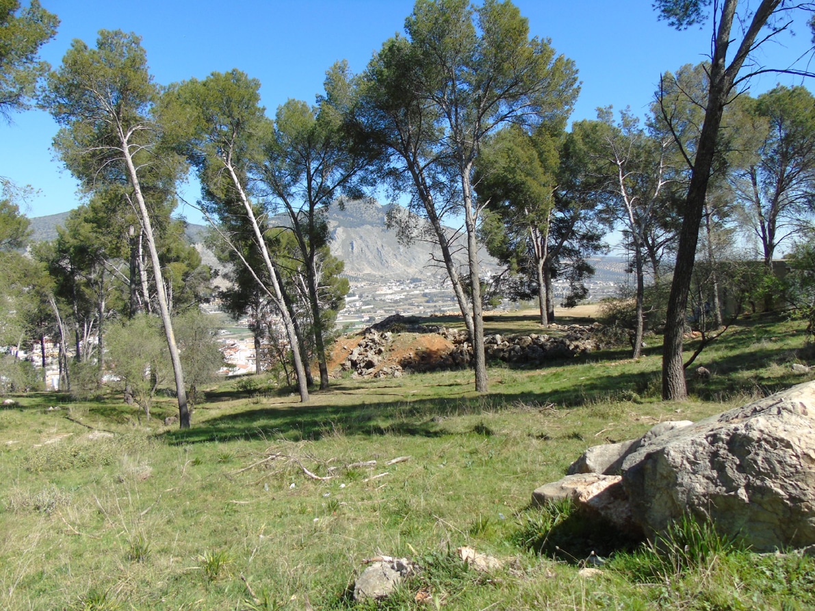 Paraje Natural De Los Pinos, Donde Se Construirá El Parque Periurbano. Foto: Calma