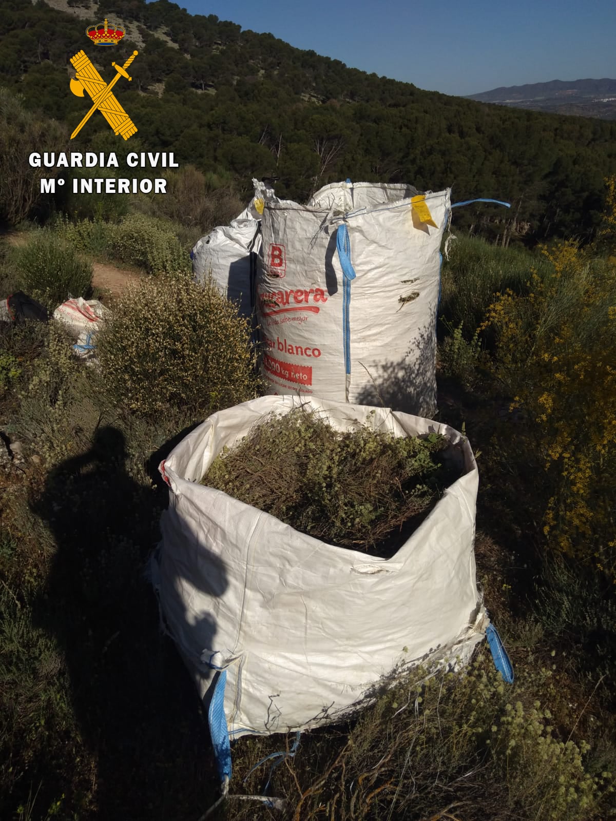 Sacos De Mejorana Intervenidos En La Sierra. Guardia Civil