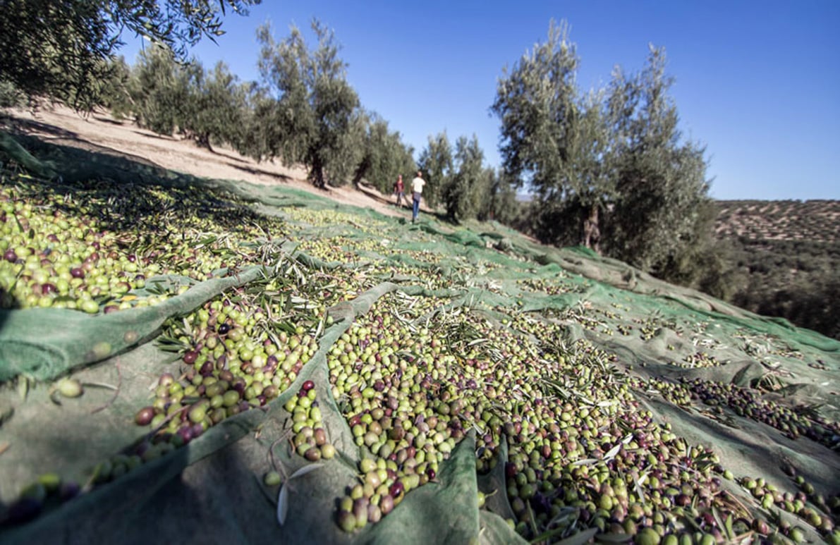 Los Olivareros Del Poniente Vuelven A Reclamar Precios Justos. Foto: El Corto