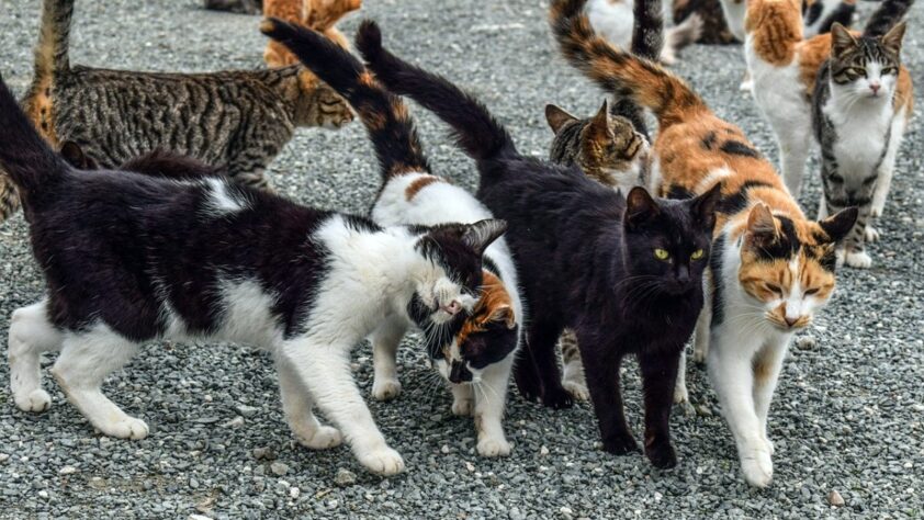 Sos Animalicos Denuncia El Envenenamiento De Gatos En El Centro. Foto: El Corto