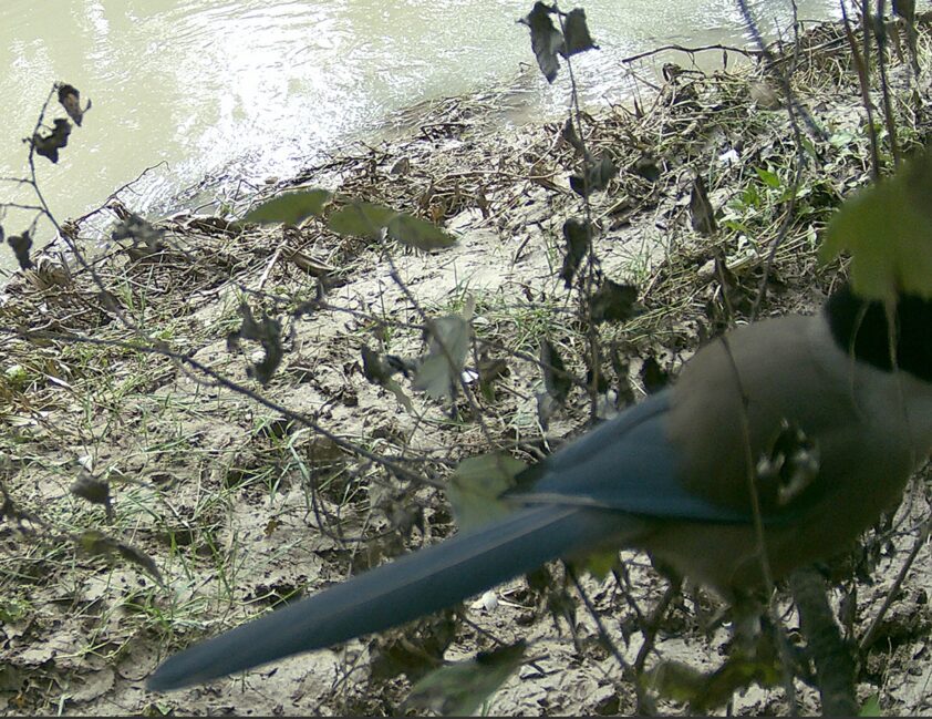 El Rabilargo (a La Dcha.), Una De Las Especies Que Habita En El Entorno Fluvial. Foto: Cedida